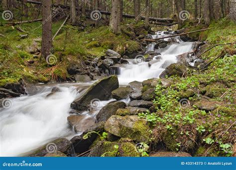 Forest River Stock Image Image Of Beauty Rapid River 43314373