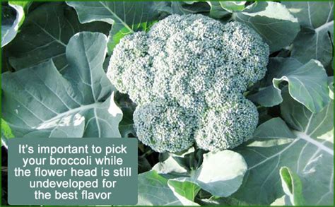 How To Grow Broccoli In New England Gardening Tips And