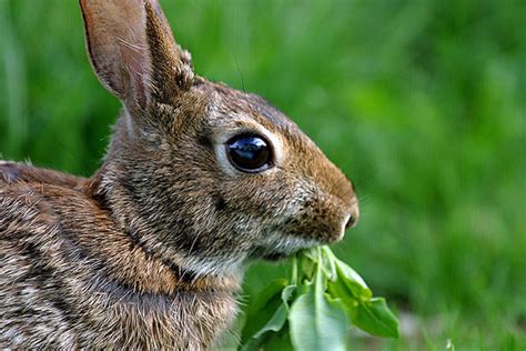 20 Ways To Deter Rabbits From Eating Your Garden Mental Scoop