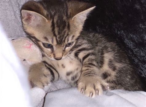 Sold Kitten Bengal X Tabby Ready With All Accessories In Luton