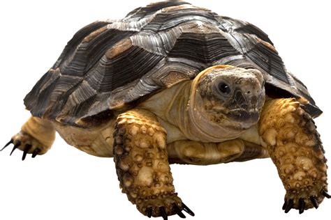 Turtle PNG Free Download images, Turtles, Sea Turtle, Cute Cartoon png image