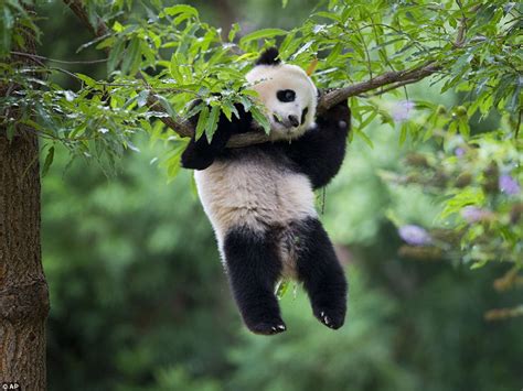 Est100 一些攝影some Photos Bao Bao Washington Zoos Giant Panda Cub 寶寶