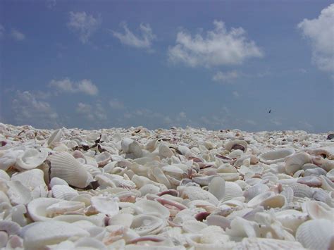 40 Photos Of Sanibel Island Florida Thousands Of Exotic Shells Line