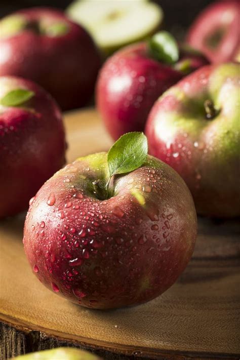 Raw Organic Red Mcintosh Apples Stock Image Image Of Food Mcintosh