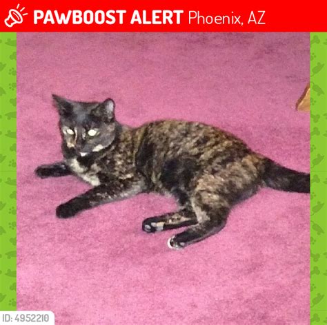 Lost Female Cat In Phoenix Az 85053 Named Critter Id 4952210 Pawboost