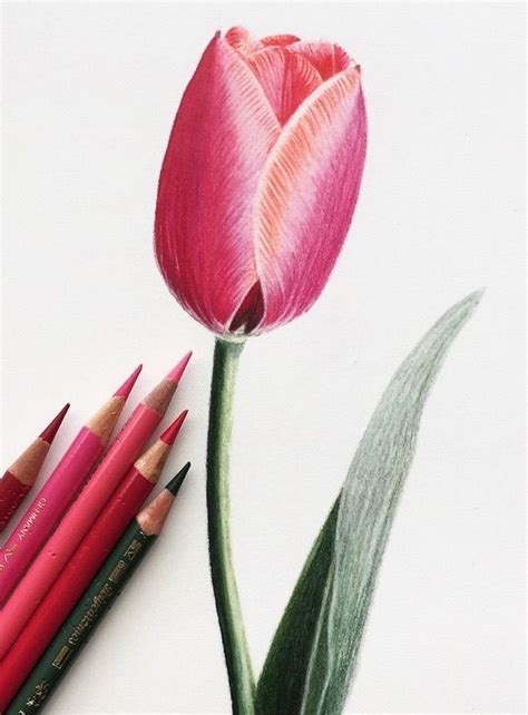 Tulip in Colored Pencil #pencildrawingtutorials Learn how to draw