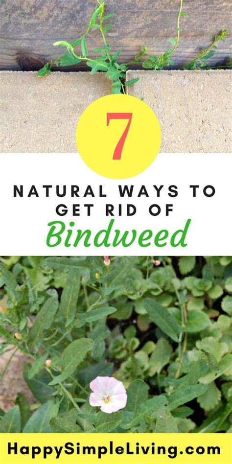 How To Get Rid Of Vine Weed In Garden Garden Likes