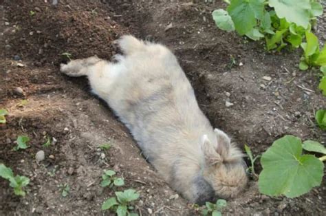 Top 8 Reasons Why Rabbits Dig Holes
