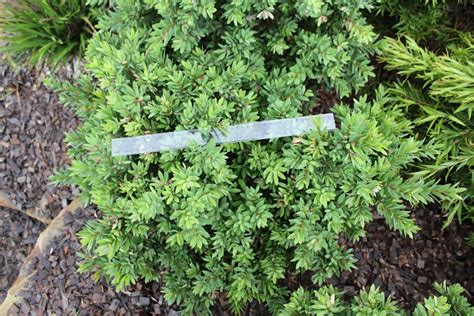 It is quicker to establish, easier to grow and its foliage colour is better. CALLISTEMON Viminalis 'LJ1'- Better John TM — Australian ...