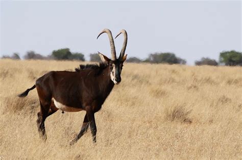 Sable Hippotragus Niger Male
