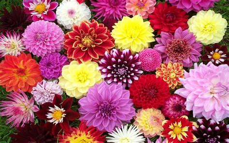 Maybe you would like to learn more about one of these? Dahlias Flowers Bunch : Wallpapers13.com
