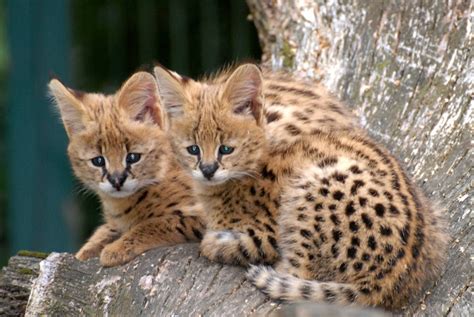 Baby Wild Cats Pictures Care About Cats