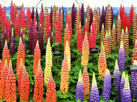 The Right Way To Grow And Care For Lupin Plants Step By Step Thearches