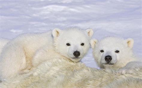 Cute Baby Polar Bear Animals Hd Wallpaper 3840x2400