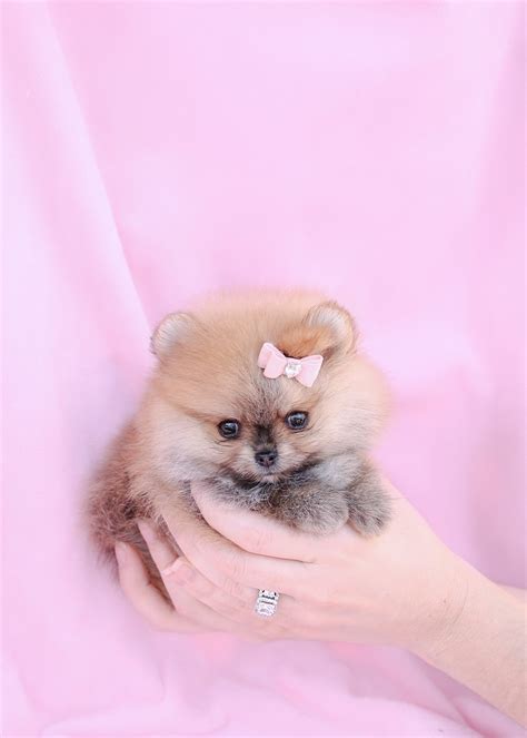 The funny ugly puppy phase. Teacup Pomeranian Puppy and Pomeranian Puppies at TeaCups ...