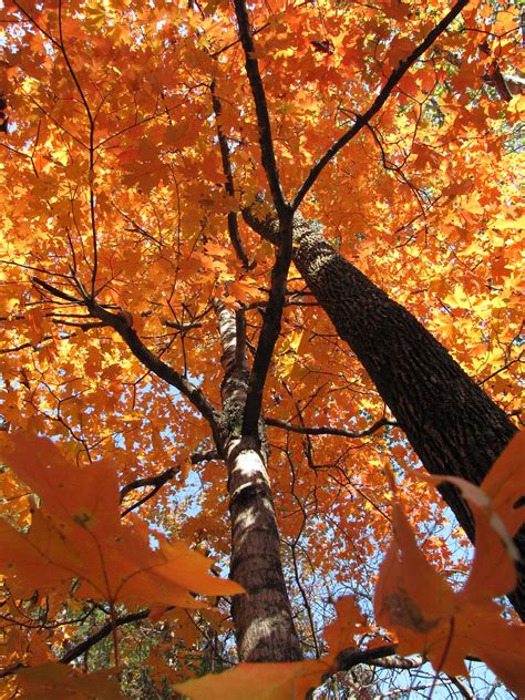 Colors Of Fall Fall Trees Near Ozark Missouri Melissa Durden Flickr