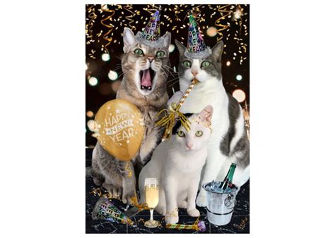 Samuel johnson 's favourite cat, famously recorded in james boswell 's life of johnson , as shedding light on his owner's character. New Year Cat Photo Card: Happy New Year (With images) | Happy new year funny, Grumpy cat ...