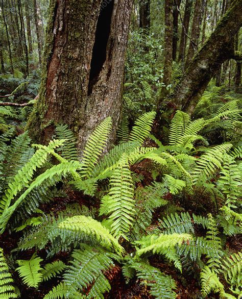 Ferns And Myrtle Trees In Temperate Rainforest Stock Image E640