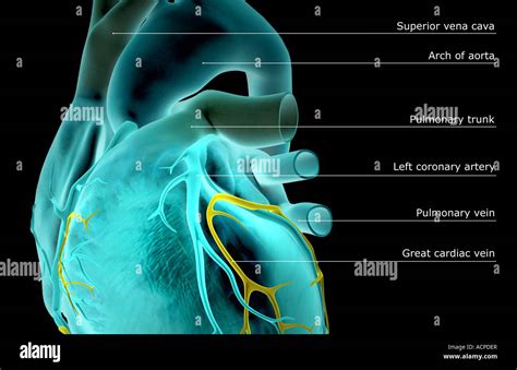 Las Arterias Coronarias Del Corazón Fotografía De Stock Alamy