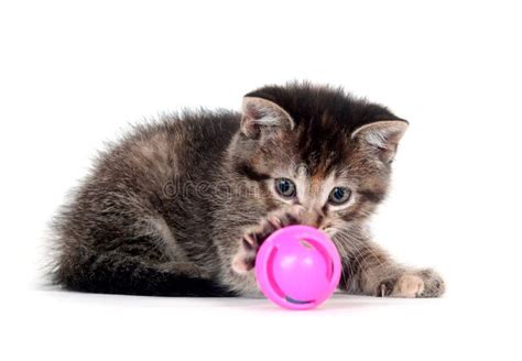 Tabby Kitten Playing With Toy Stock Image Image Of Tabby Animal
