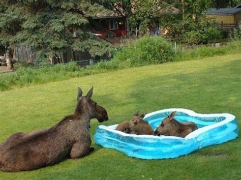 Animals Find Funny Ways To Stay Cool 22 Pics