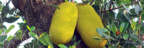 Jack Fruit Official Fruit Kerala Health Benefits Vitamins Misconceptions