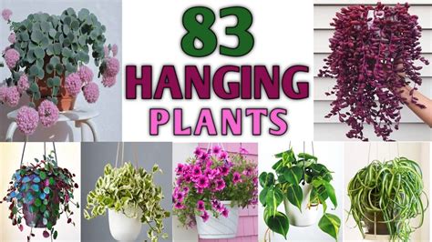 83 Plants For Hanging Basket With Names Hanging Plants For Balcony