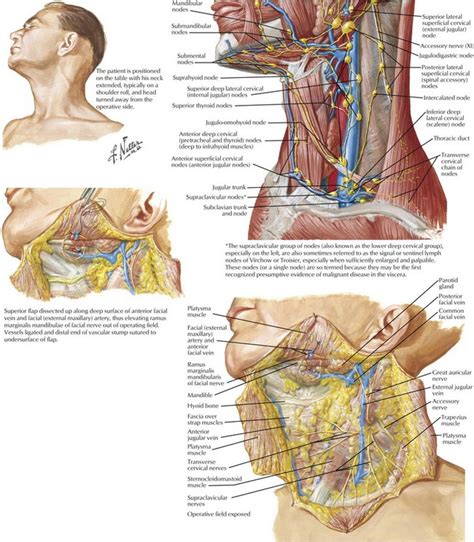 Want to learn more about it? Anatomy Neck Dissection - Anatomy Drawing Diagram