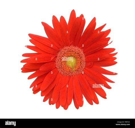 Close Up Of A Red Daisy Flower On White Background Stock Photo Alamy