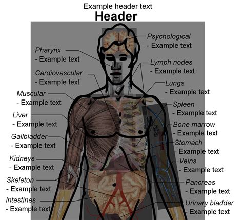 A human body diagram is a representation that outlines the major structures within the human body. Diagram Human Body Organs