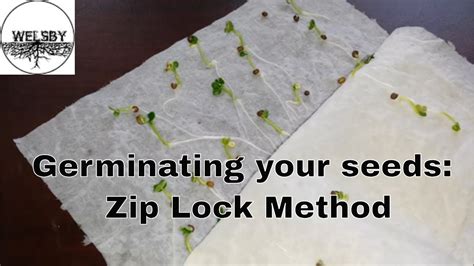 Germinating Your Seeds Ziplock Method Youtube