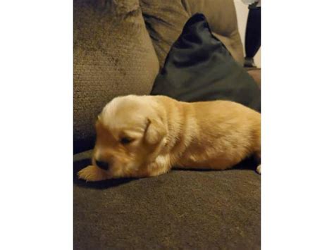 Max from grrow (golden retriever rescue of wisconsin). AKC Golden Retriever puppies for Adoption in Buckeye ...