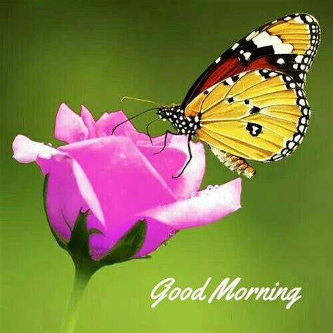 Good Morning Beautiful Butterflies Scenic Pictures Flowers