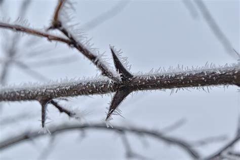 Free Picture Branches Cold Frozen Ice Crystal Mist Thorn Twig