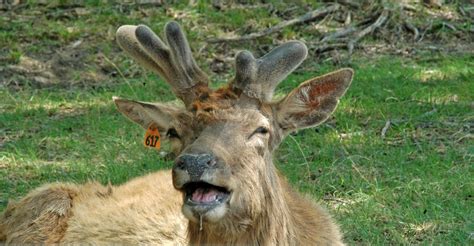Laughing Deer By Morrighangw On Deviantart