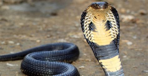Anggota apm miri berjaya menangkap ular tedung selar seberat 10kg. Gambar Ular Tedung Selar - Inhu Lc