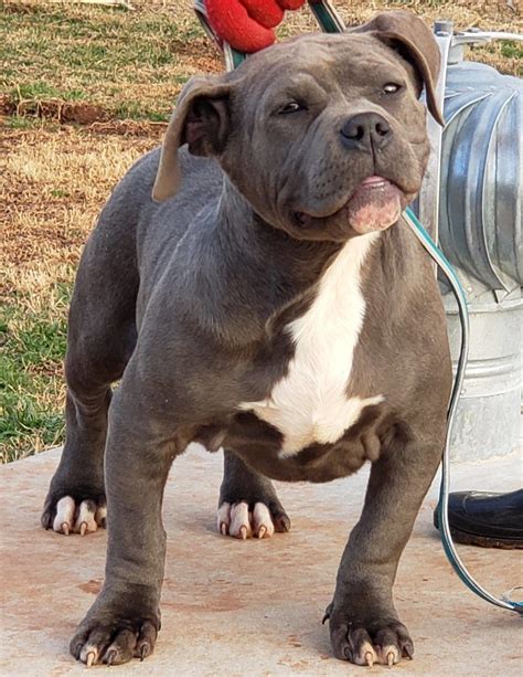 What a pit bull is and mvp bullies undercontruction. XL AMERICAN BULLY PUPPIES FOR SALE Archives - Mugleston ...