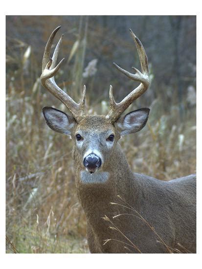 Whitetail Deer Buck Closeup Prints