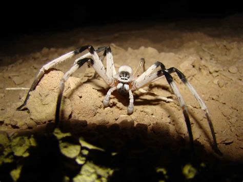 New Spider Species Discovered Newswise News For Journalists