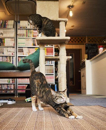 Akimasa Harada Flickr Cat Feline Tame Cat Lady Cuddle Cats And