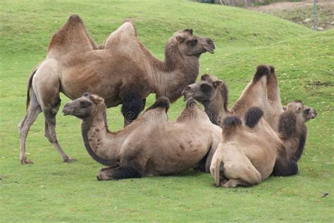 Bactrian Camel Camelus Bactrianus Stock Photo Image Of Living