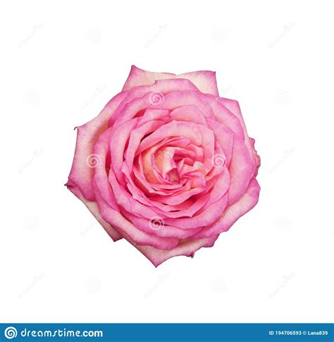 Beautiful Pink Rose Isolated On White Background Stock Image Image Of