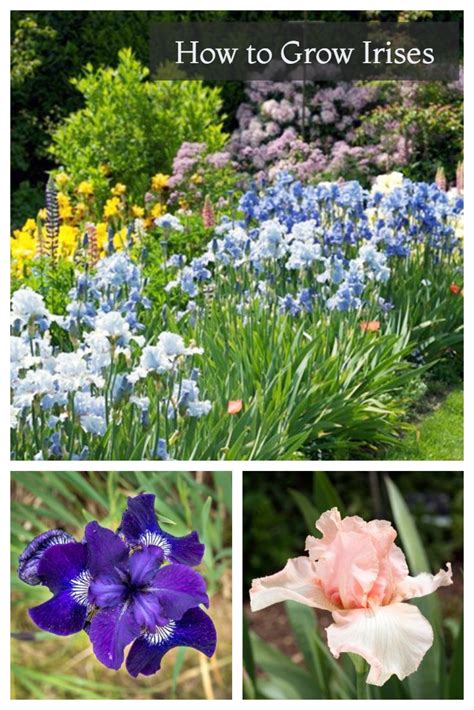 In This Flower Guide Youll Learn How To Grow Irises In Your Garden