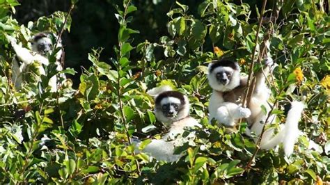 Bbc Two Earths Tropical Islands Lemurs Wonderful Lemurs
