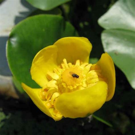 Buy Yellow Pond Lily Seeds Rarexoticseeds