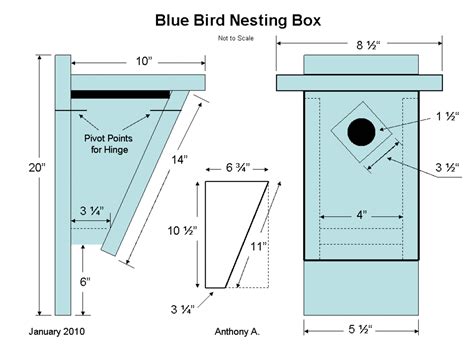 The eastern bluebird, also known as sialia sialis, is a member of the thrush family. Bluebird Nest Box Plans: How To Build A Peterson Bluebird ...
