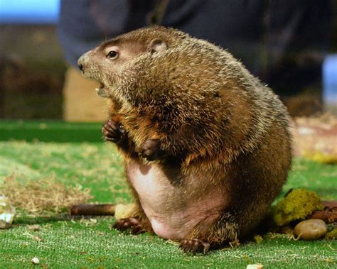 Groundhog Day 2019: Most controversial moments in the event’s history