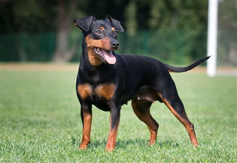 Red Min Pin Dog Tìm Hiểu Về Giống Chó Nhỏ Siêu Dễ Thương Xem Ngay