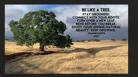 Be Like A Tree Stay Grounded Connect With Your Roots Joanne Rapits