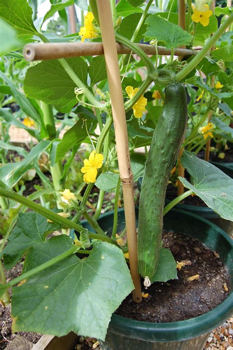Growing Cucumbers In Pot Growing Cucumbers Growing Food Garden Layout Vegetable